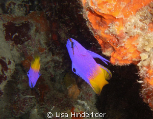 Love the colors of the basslet & the sponge! by Lisa Hinderlider 